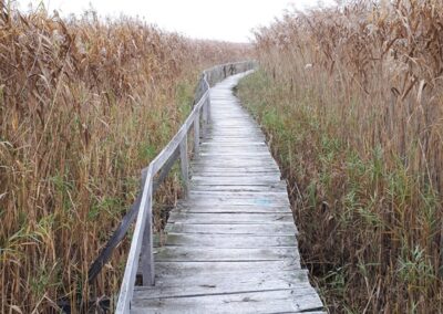 Nádas láp fölött vezet utunk