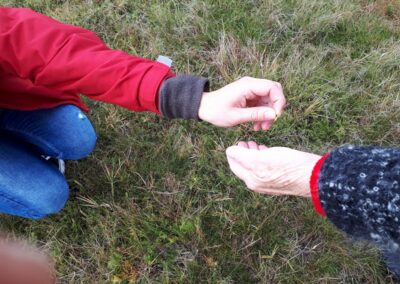 Gyógynövény azonosítása