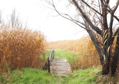 Kis fahíd a patakon