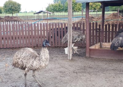 Nem strucc, csak emu