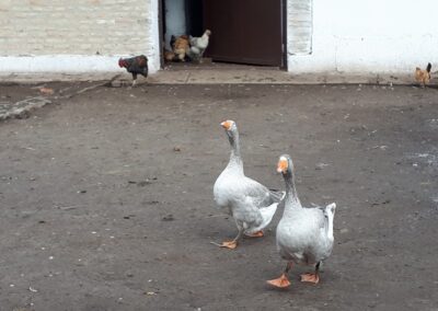 Gőgös gúnárok a baromfiudvarban