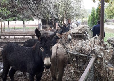 Szamarak az etetőnél
