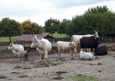 Szürkemarhák, birkák, bivalyok