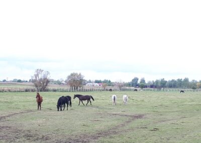 Legelésző ménes látványa