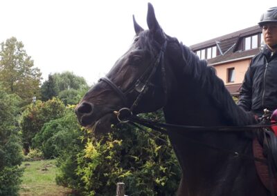 Paripa büszke lovasával