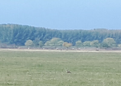 Ücsörgő ölyv a réten