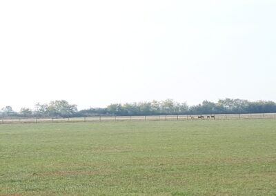 Figyelő őzek a kerítésnél