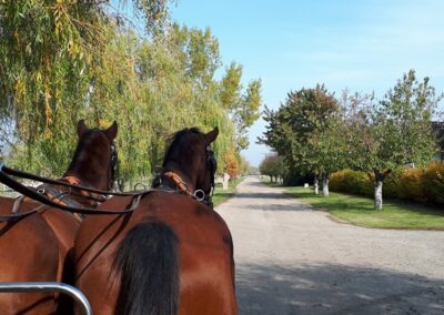 Vissza a lovasközpontba