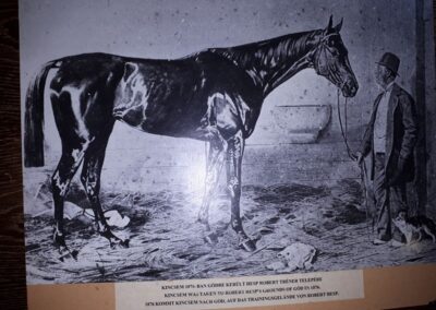 Kincsem és a cicája (a dzsoké lábánál)